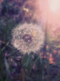 Close-up of dandelion