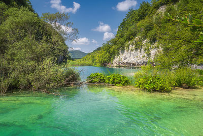 Scenic view of river amidst trees against sky