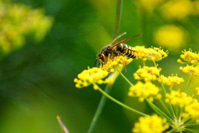 Close-up of insect on yellow flower