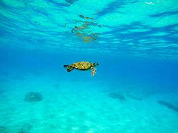 View of sea turtle underwater