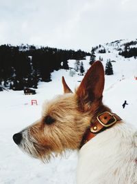 Close-up of dog on snow covered landscape