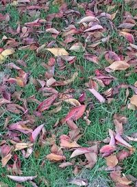 Plants growing on field