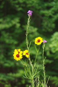 Close-up of yellow flowers blooming outdoors