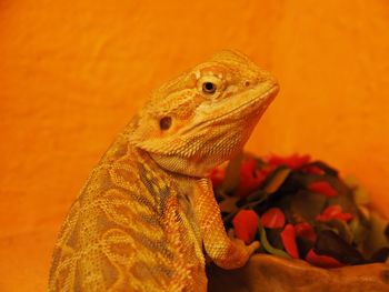 Close-up of lizard on orange flower