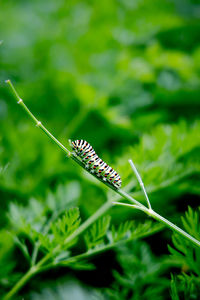 Close-up of insect on leaf