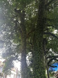 Low angle view of trees in forest against sky