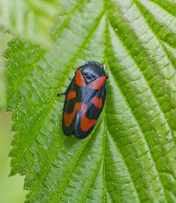 Close-up of butterfly on leaf