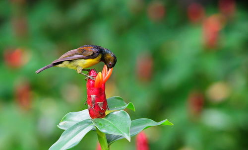 Close-up of a bird perching on plant