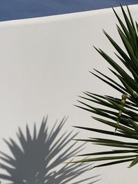 Low angle view of palm tree against sky