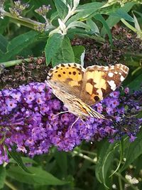 Butterfly on purple flower