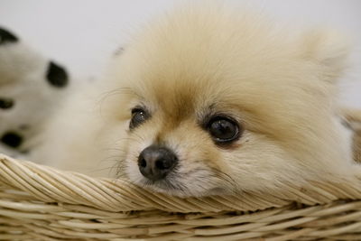 Close-up portrait of a dog