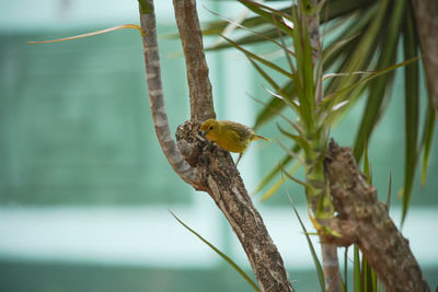 Close-up of bird perching on branch