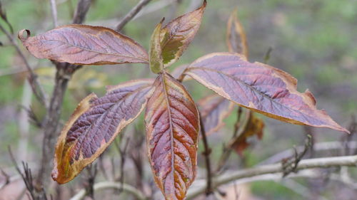 Close-up of plant leaves