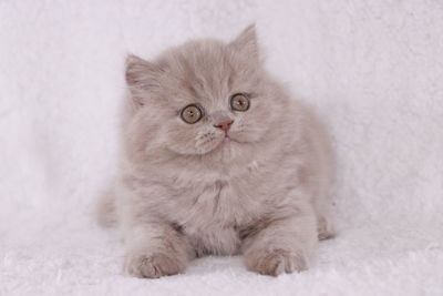 Close-up portrait of a cat