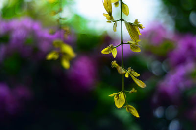 Close-up of purple flowering plant