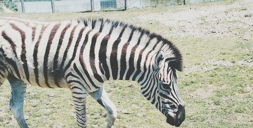 Zebra standing on field