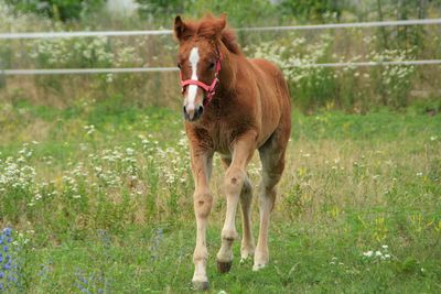 Horse standing in a field