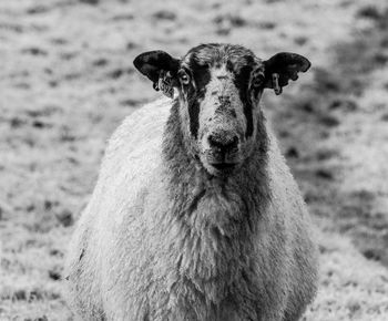 Close-up of an animal on field