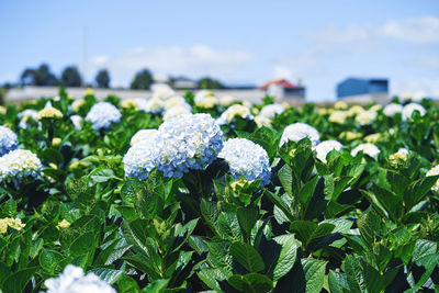 Close-up of white flowering plants