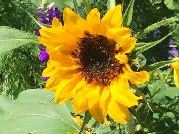 Close-up of yellow flower blooming outdoors