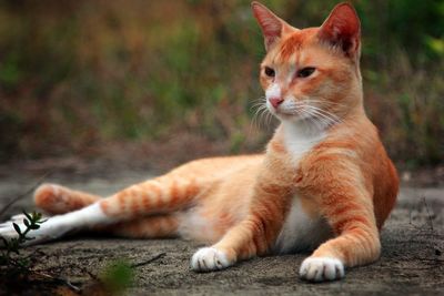 Cat looking away