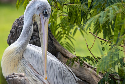 Close-up of heron