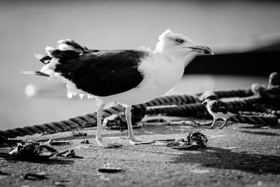 Close-up of bird perching