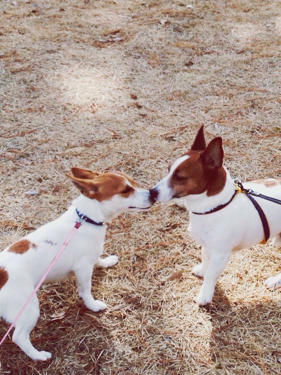 domestic animals, animal themes, mammal, pets, dog, one animal, two animals, field, livestock, pet collar, brown, pet leash, day, standing, high angle view, outdoors, togetherness, full length, zoology, sunlight