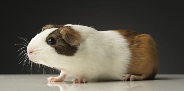 Close-up of guinea pig