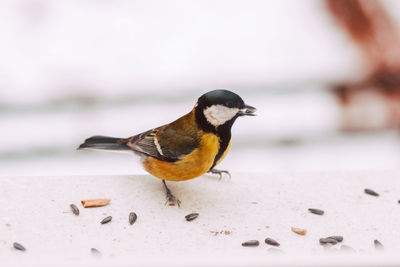 Close-up of a bird