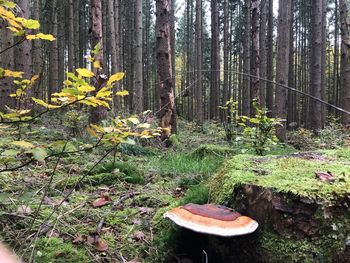 Plants and trees in forest