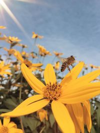 Close-up of yellow flowering plant