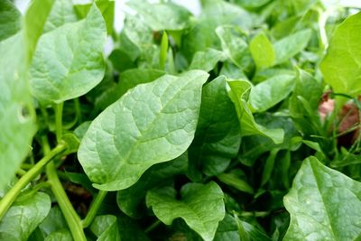 Close-up of green leaves