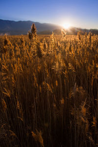 Wheat growing on field against sky