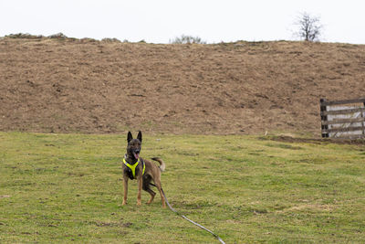 Belgian malinois for a walk in the park of teverga with a yellow reflective harness