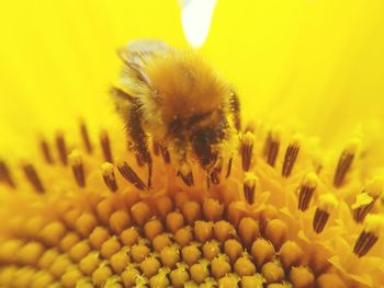 Close-up of bee pollinating on yellow flower