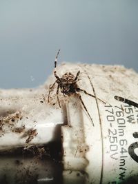 Close-up of insect on wood