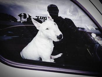 Reflection of man on glass window with bull terrier sitting in car