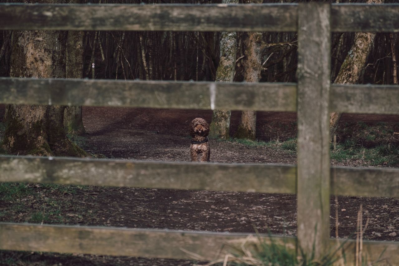 animal themes, animal, animal wildlife, one animal, animals in the wild, day, vertebrate, mammal, no people, nature, monkey, outdoors, primate, portrait, architecture, zoology, looking at camera, wood - material, metal, built structure