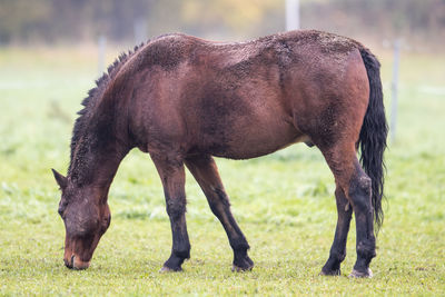 Brown horse with dirty fur is standing on a meadow