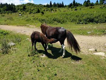 Horse grazing on field