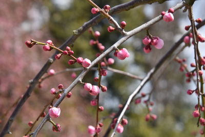 Close-up of berries growing on tree