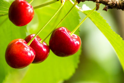 Close-up of cherries growing on plant