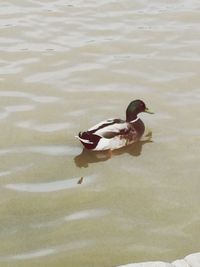 High angle view of ducks in water