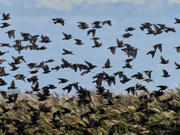 Low angle view of birds swarm flying in sky