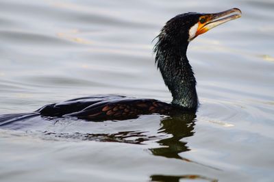 Close-up of duck in lake