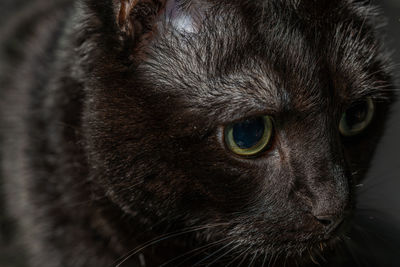 Close-up portrait of a cat