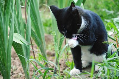 Close-up of cat on grassy field