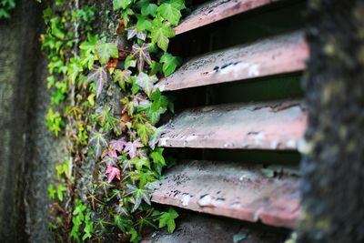 Close-up of plants growing on wood