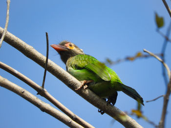 Low angle view of barbet bird perching on branch against sky